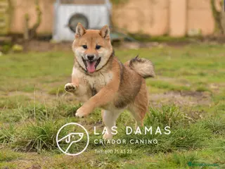 Shiba Inu perros SHIBA INU HEMBRA DISPONIBLE - Anuncio 8