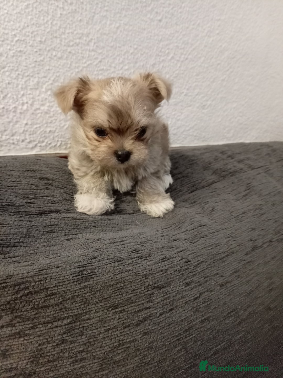 Maltipoo perros en venta: Maltipoo - Anuncio 5