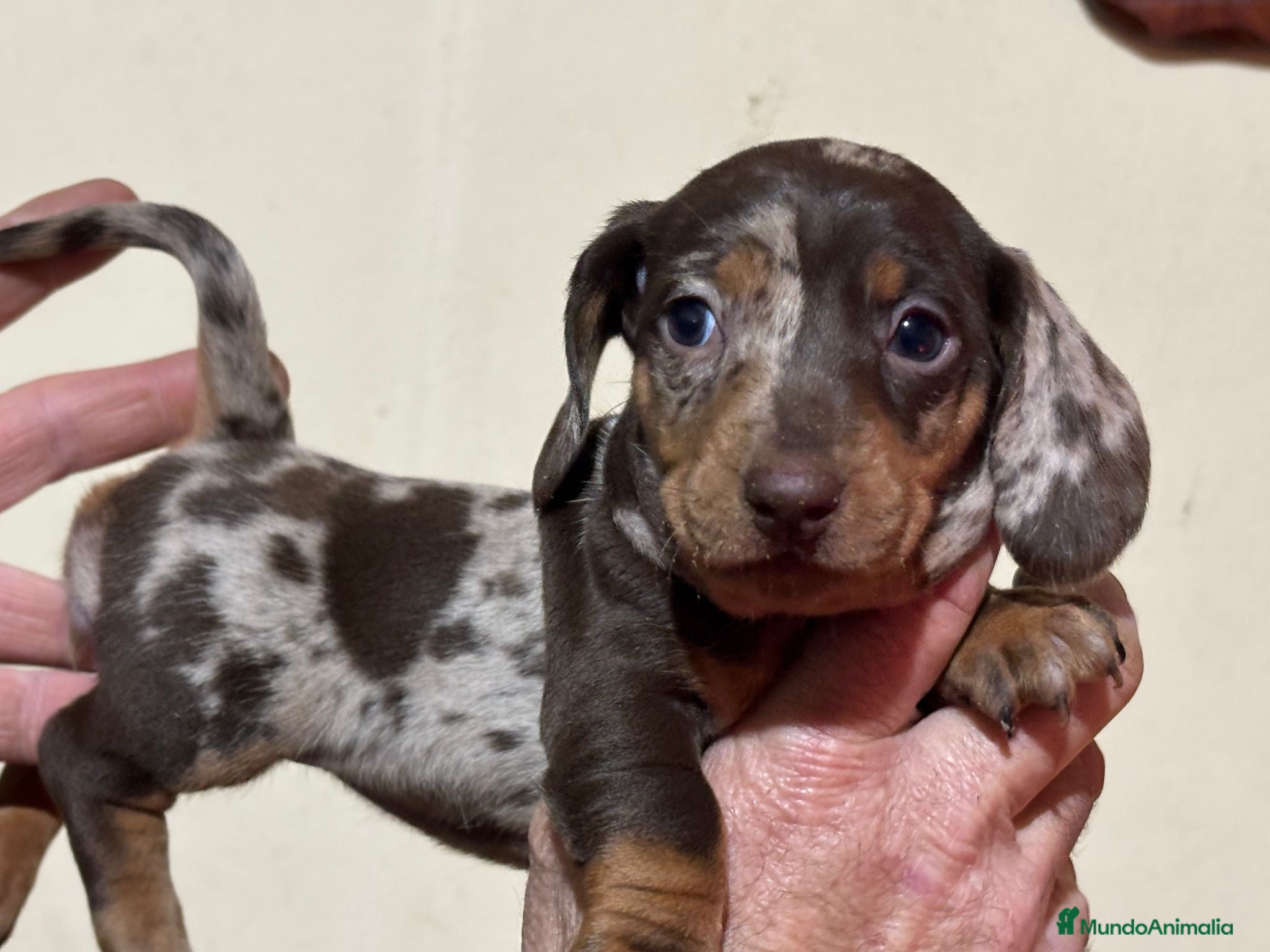 Teckel perros Hembra de teke arlequín chocolate  - Anuncio 2