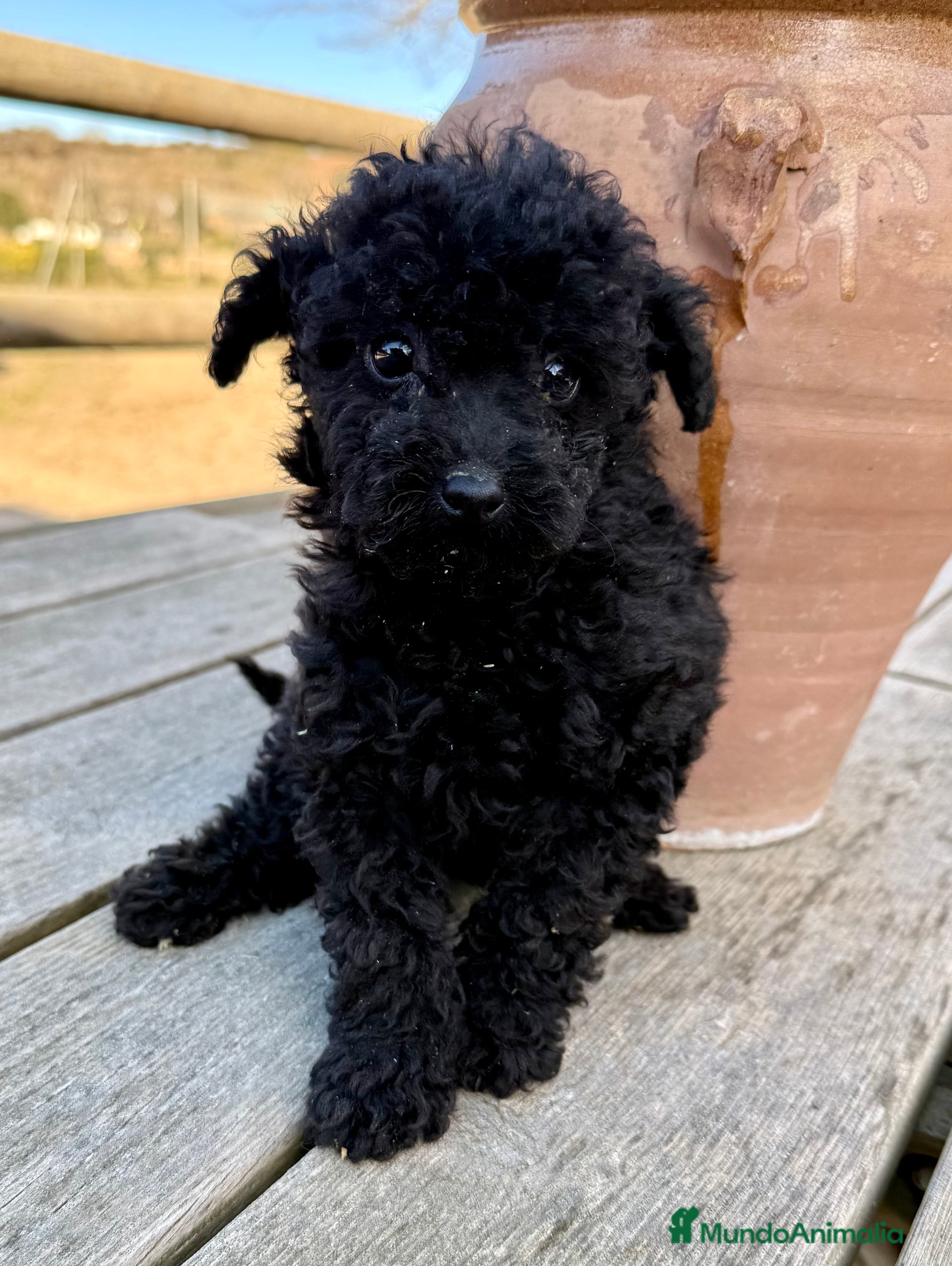 Caniche Toy perros Caniche toy hembra  - Anuncio 2