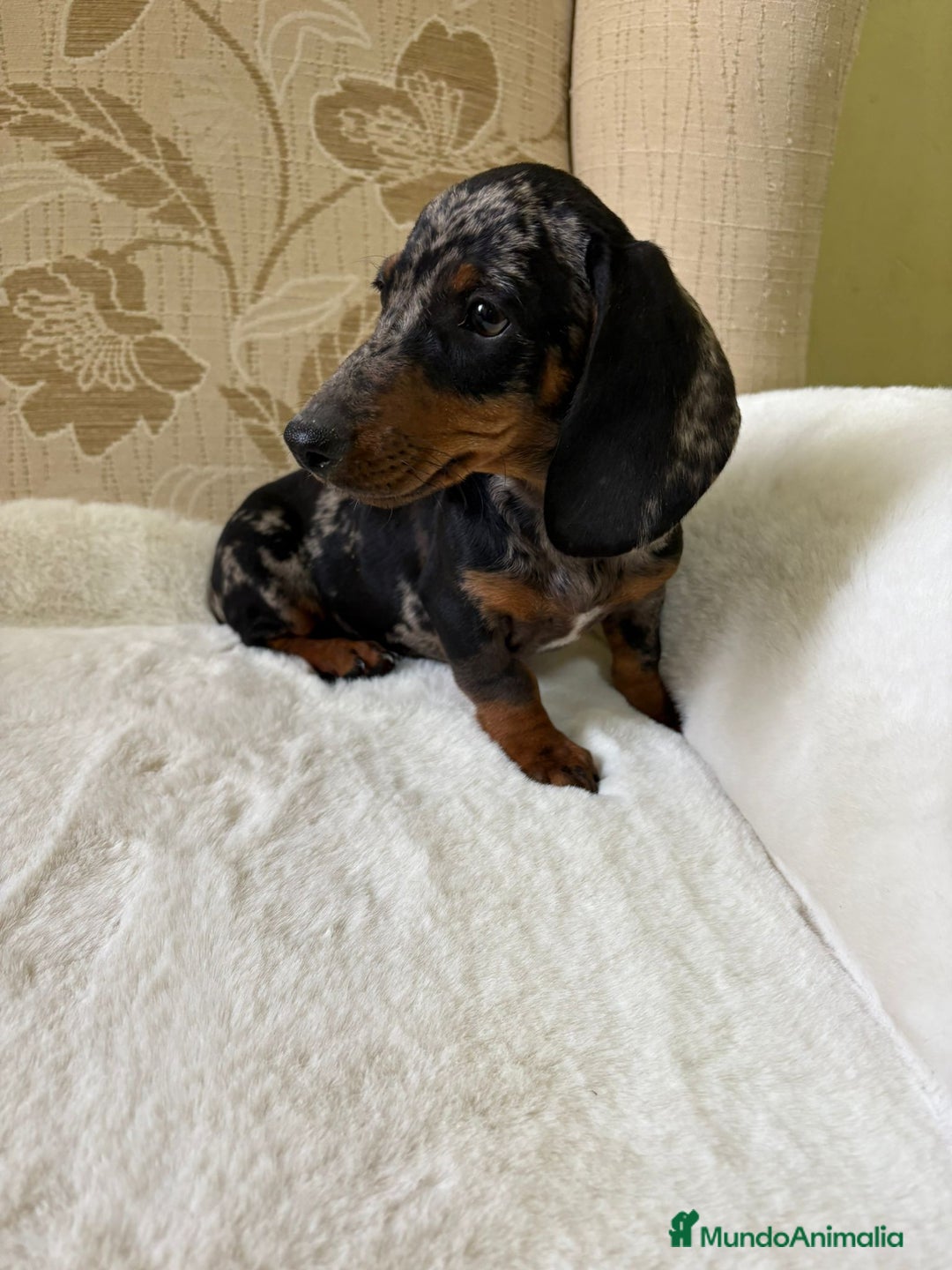 Teckel Miniatura perros en venta: cachorro de teckel miniatura arlequín Merle plata  - Imagen 18