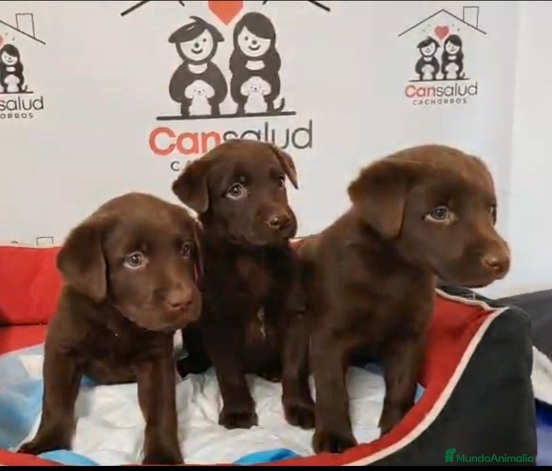 Labrador Retriever perros Labradores - Anuncio 31