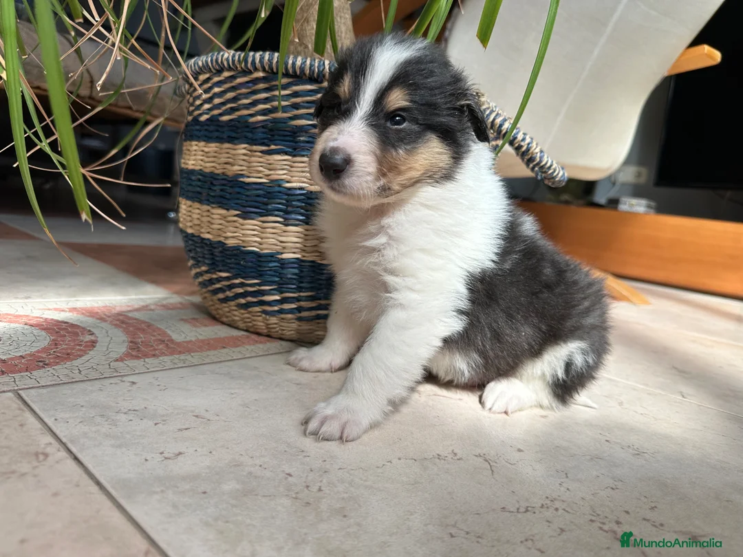 Collie de Pelo Largo perros en venta: Camada de rough collie - Anuncio 3