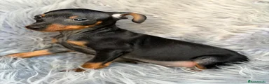 Pinscher Miniatura 2