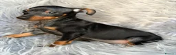 Pinscher Miniatura perros en venta: MINI PINCHER NEGRO FUEGO - Anuncio 5