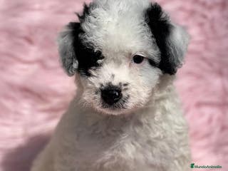 Perro de Agua Español perros Perro de aguas en Barcelona - Anuncio 5