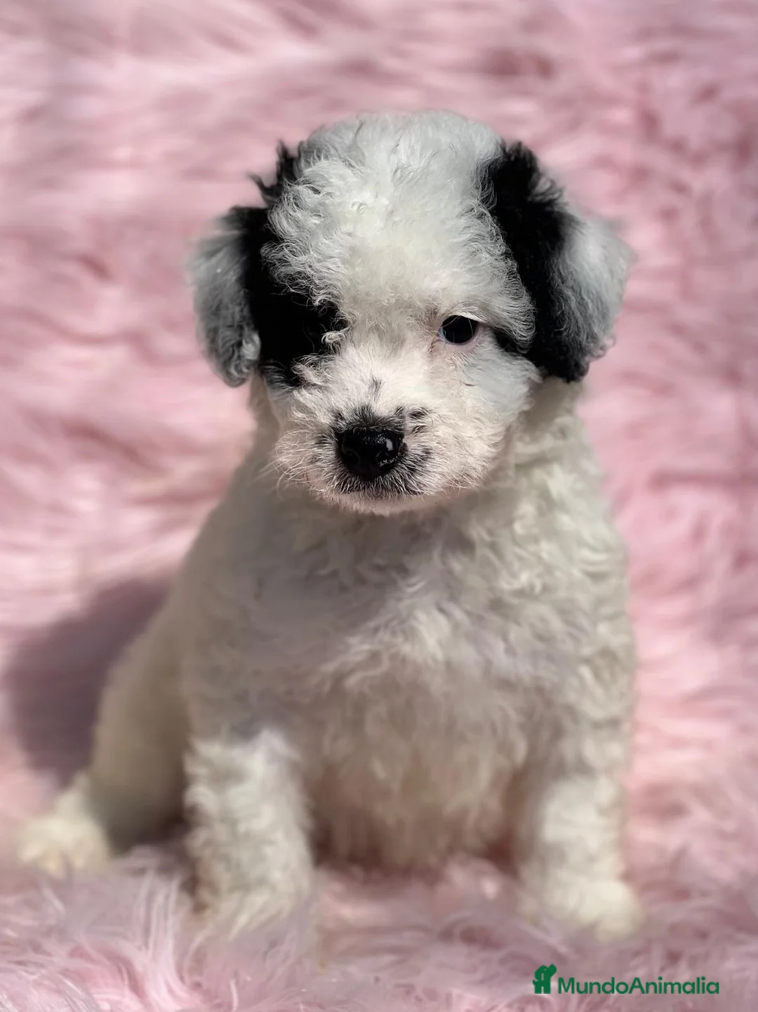 Perro de Agua Español perros en venta: Perro de aguas en Barcelona - Anuncio 1