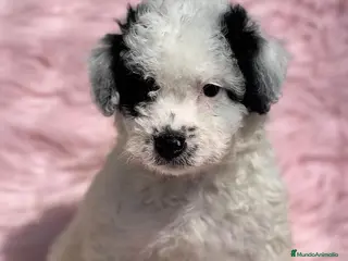 Perro de Agua Español perros Perro de aguas en Barcelona - Anuncio 12