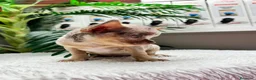 Chihuahua perros en venta: CHIHUAHUA MERLE HEMBRA - Anuncio 6