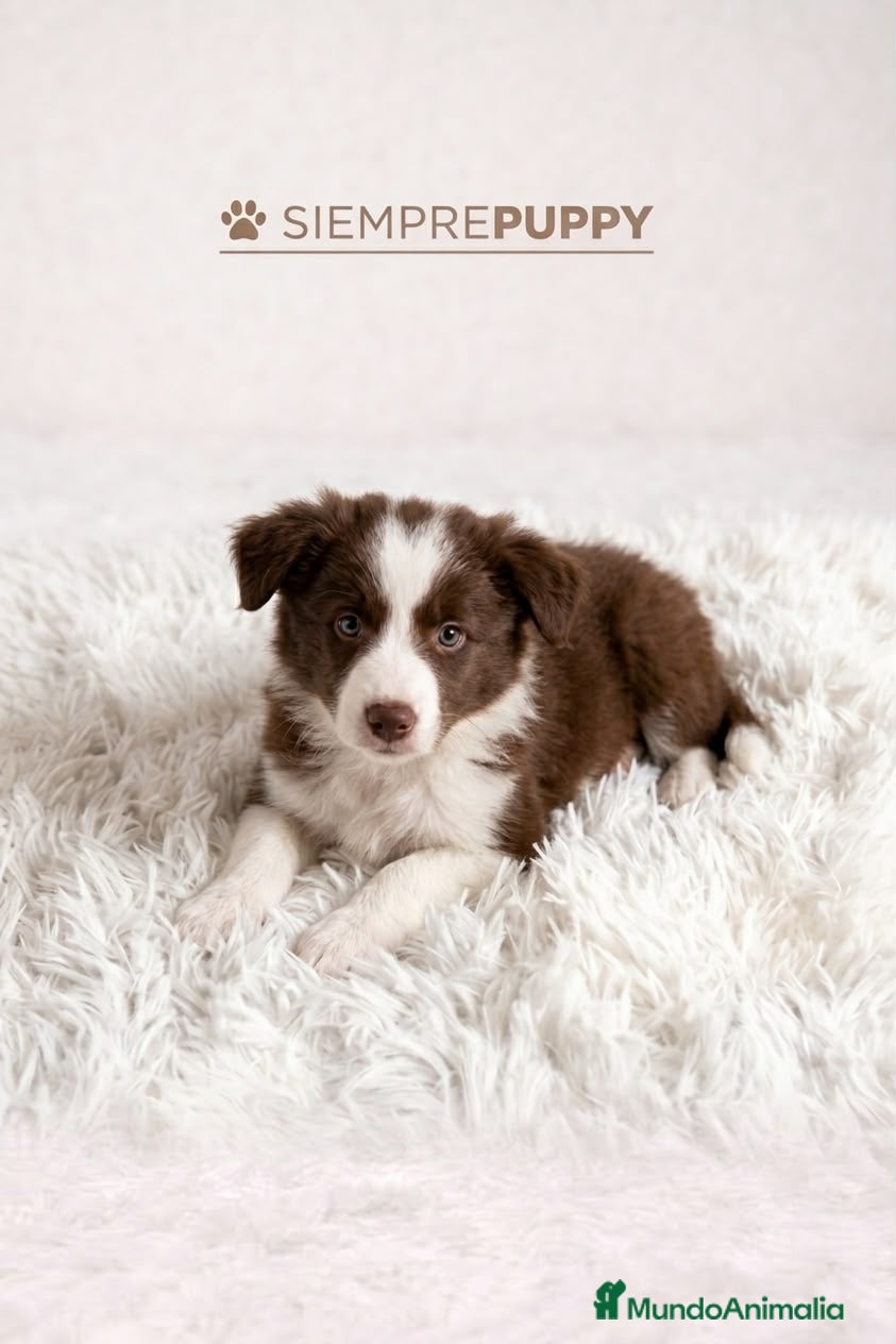 Border Collie perros BORDER COLLIE CHOCOLATE BLANCO - Anuncio 1