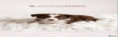 Border Collie 1
