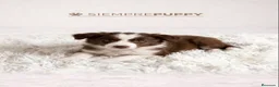 Border Collie perros en venta: BORDER COLLIE CHOCOLATE BLANCO - Anuncio 1