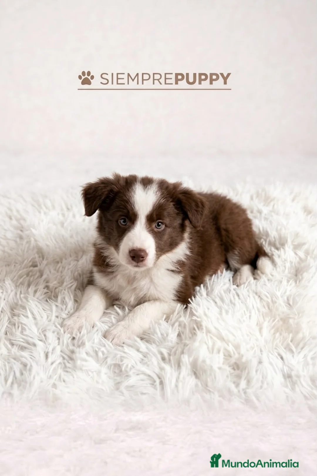 Border Collie perros en venta: BORDER COLLIE CHOCOLATE BLANCO - Anuncio 1