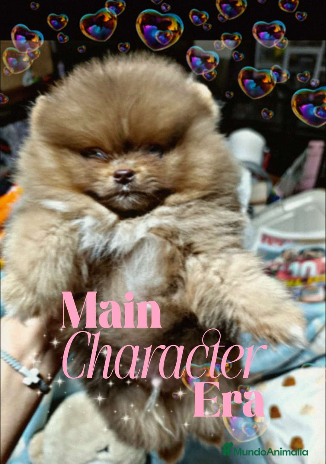 Pomerania perros Pomerania precioso 💖💕 ositos  - Anuncio 2