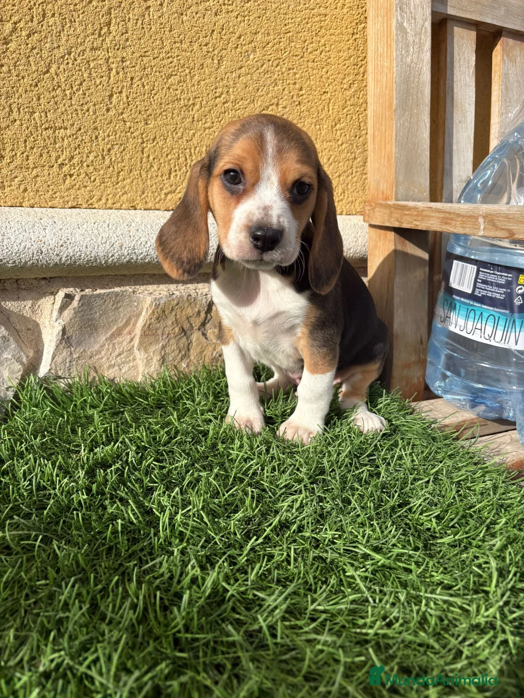 Beagle perros en venta: Cachorro macho de Beagle  - Anuncio 8