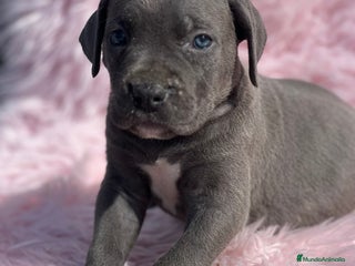Cane Corso perros - Anuncio 2