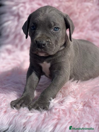 Cane Corso perros - Anuncio 2