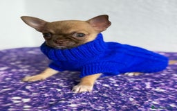Chihuahua perros en venta: Chihuahua macho chocolate super chiquitin - Imagen 1