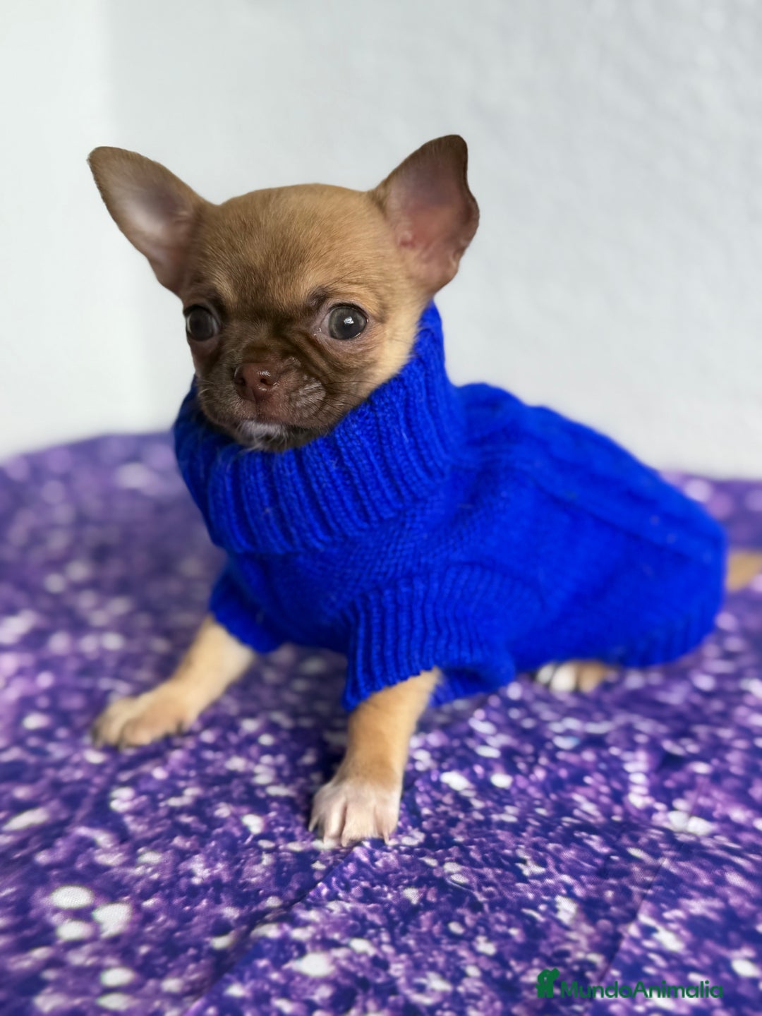 Chihuahua perros en venta: Chihuahua macho chocolate super chiquitin - Imagen 1