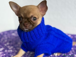 Chihuahua perros - Anuncio 1