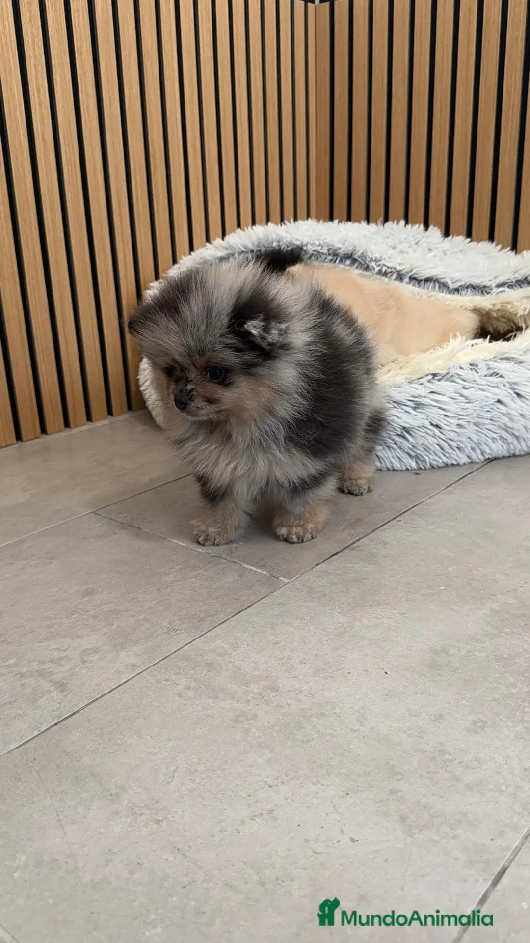 Pomerania perros en venta: Pomerania TOY disponibles  - Anuncio 9