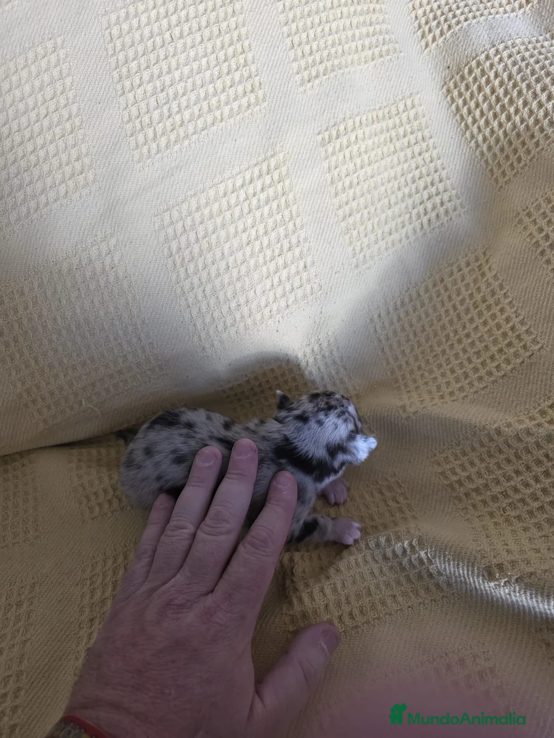 Chihuahua perros en venta: Chihuahua Toy chato macho  - Anuncio 2