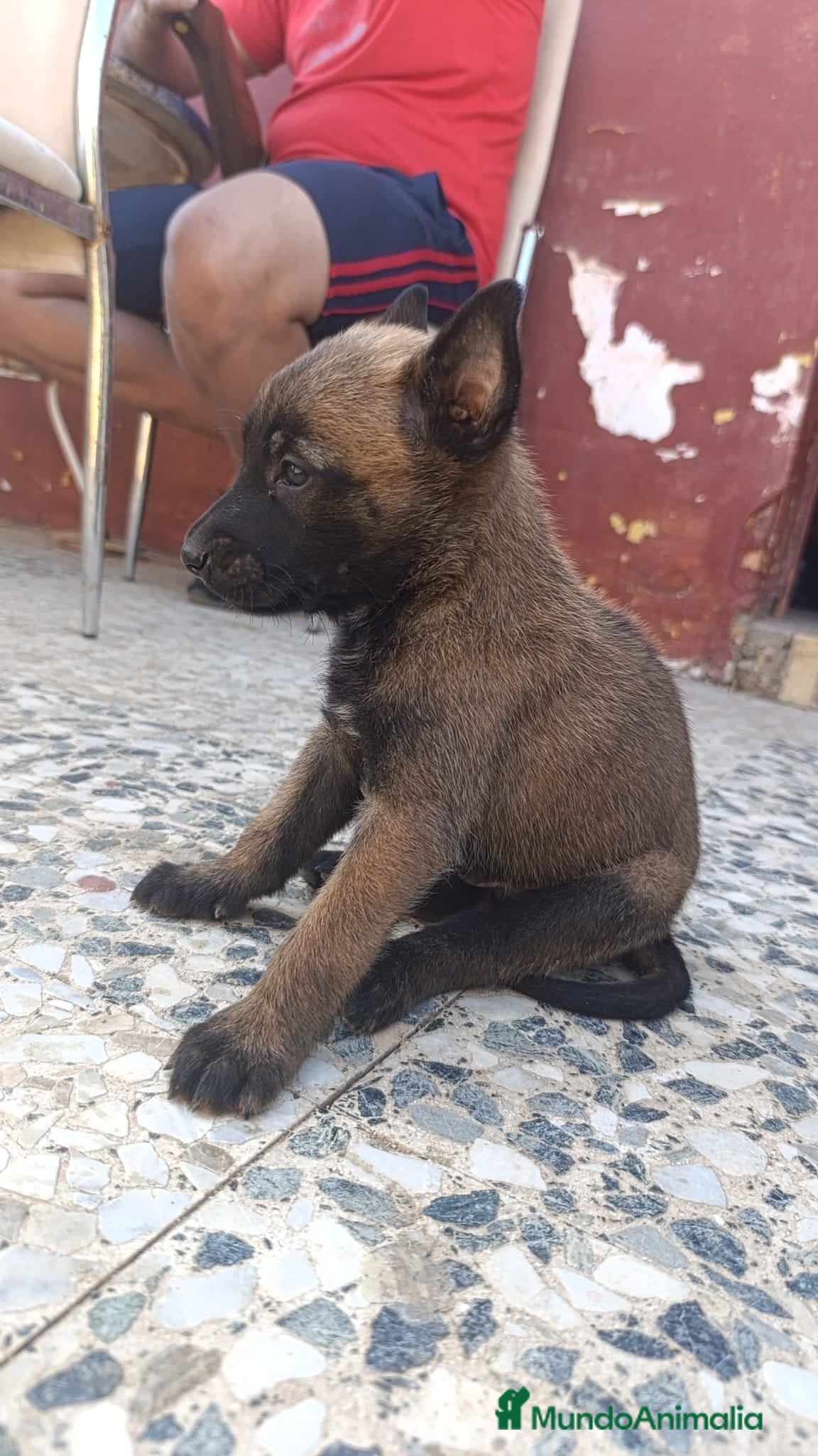 Pastor Belga Malinois perros Disponibles Pastor belga Malinois  - Anuncio 1
