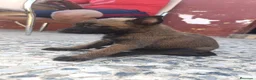 Pastor Belga Malinois perros en venta: Disponibles Pastor belga Malinois  - Anuncio 1