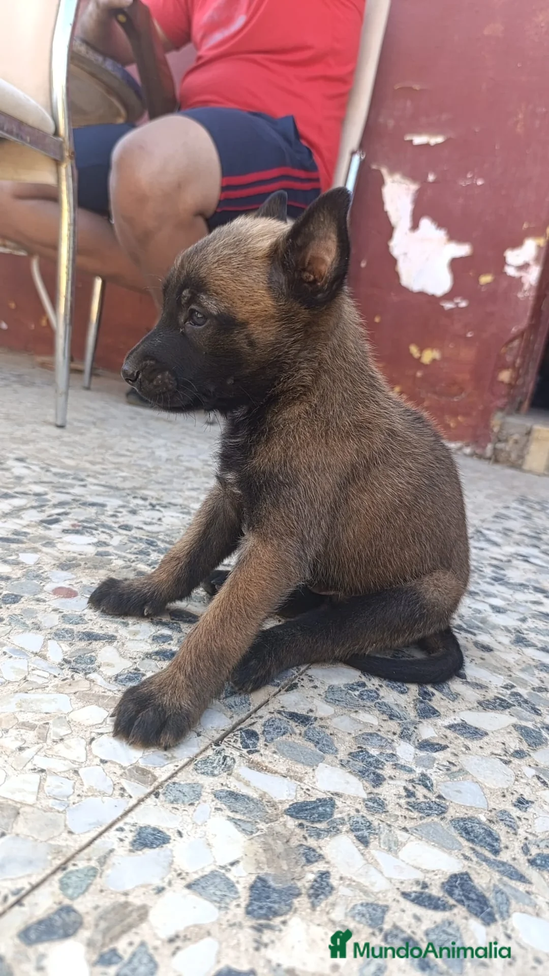 Pastor Belga Malinois perros en venta: Disponibles Pastor belga Malinois  - Anuncio 1