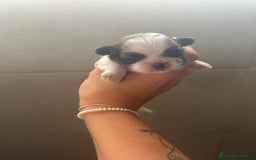 Shih Tzu perros en venta: Shih Tzu top del Valle  - Imagen 1