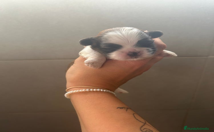 Shih Tzu perros - Anuncio 1