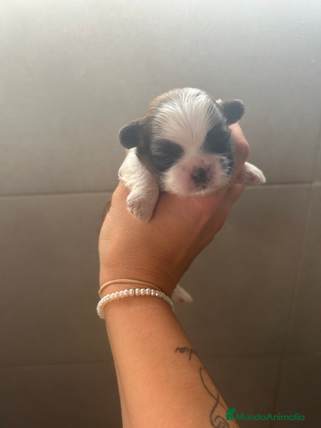 Shih Tzu perros en venta: Shih Tzu top del Valle  - Imagen 1