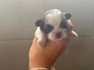 Shih Tzu perros - Anuncio 3