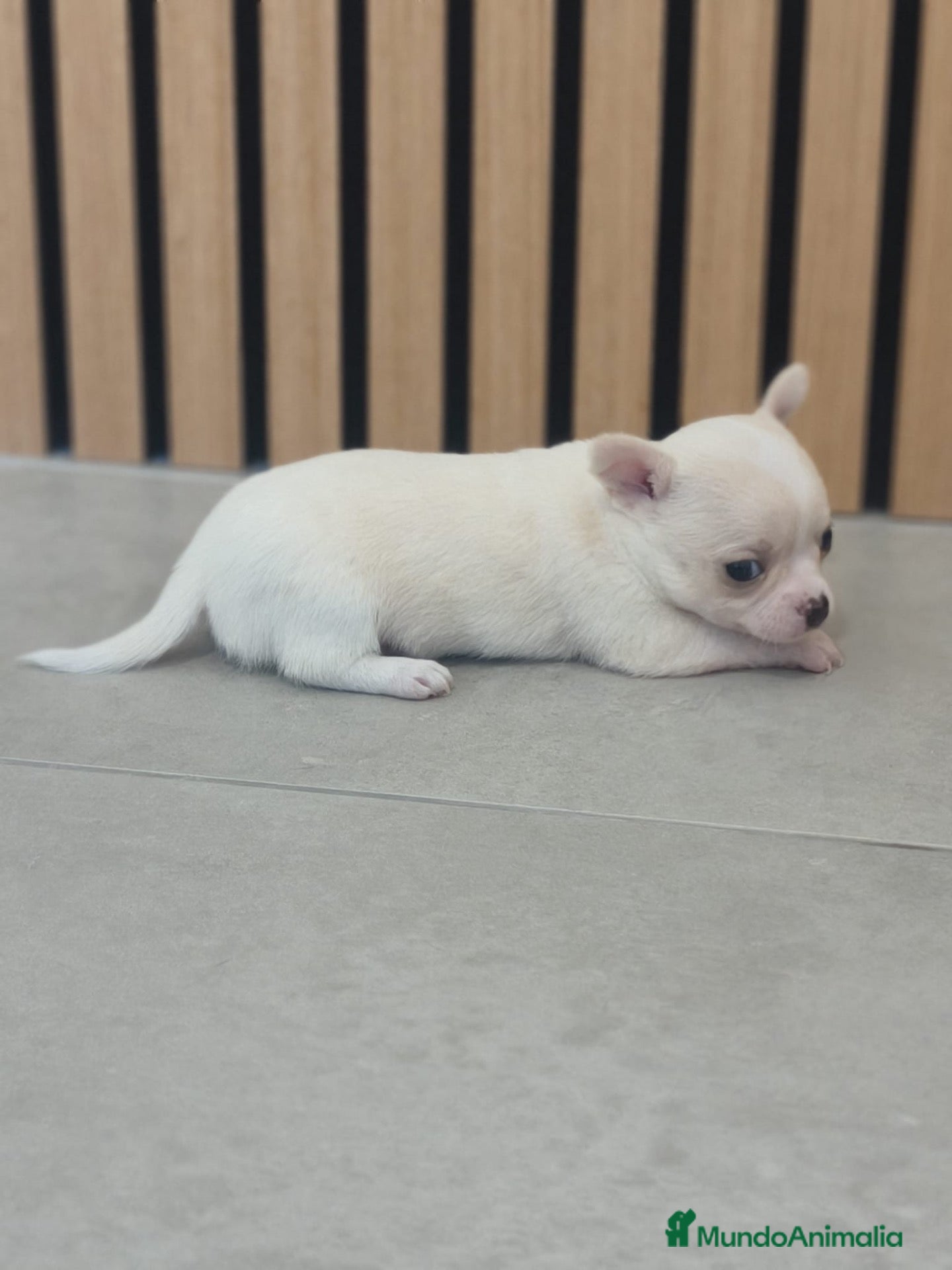 Chihuahua perros en venta: Chihuahua Toy  - Anuncio 1