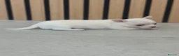 Chihuahua perros en venta: Chihuahua Toy  - Anuncio 1