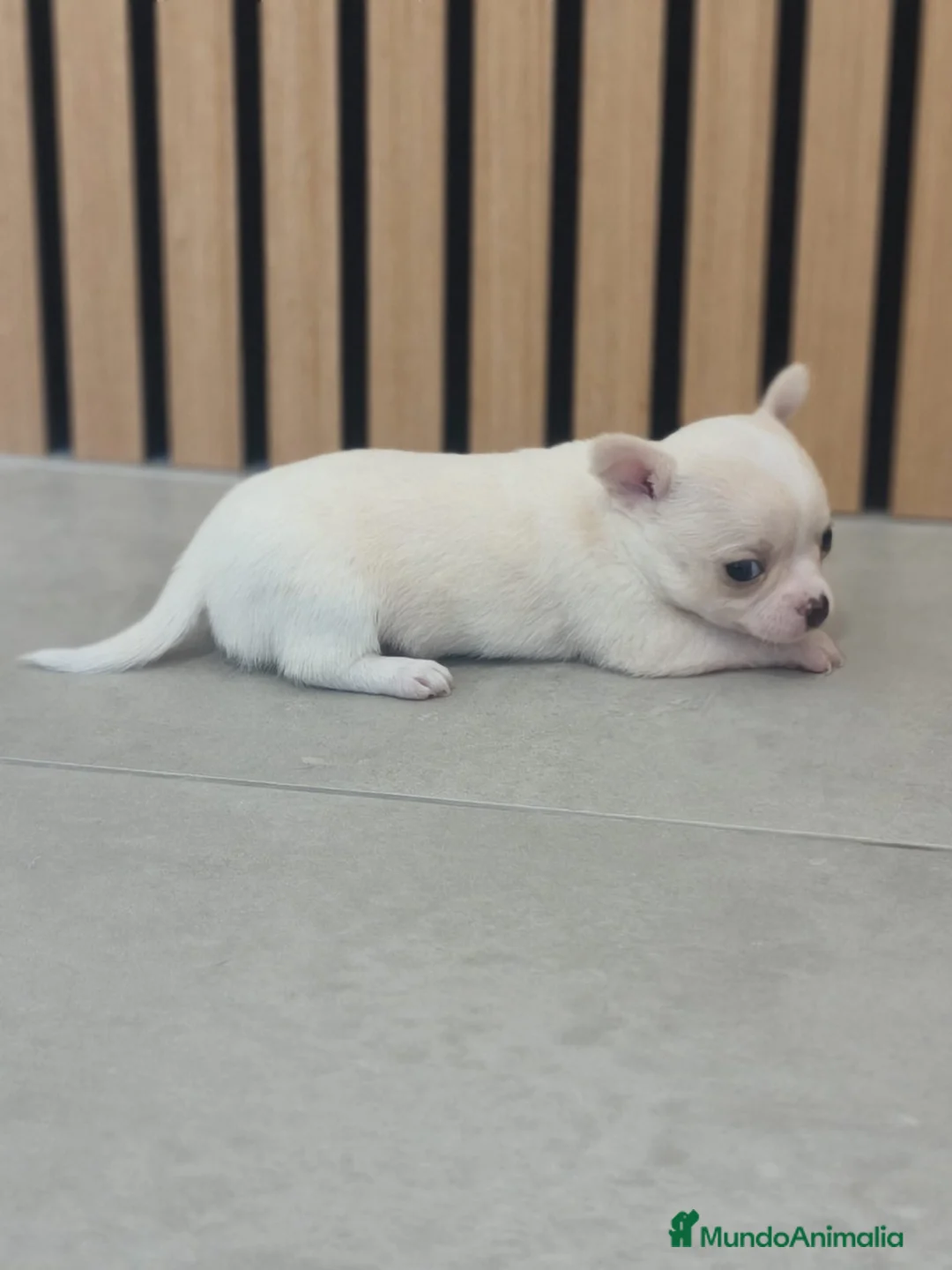 Chihuahua perros en venta: Chihuahua Toy  - Anuncio 1