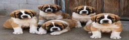 Mastín Español perros en venta: MASTINES SEVILLA - ENTREGA  - Anuncio 1