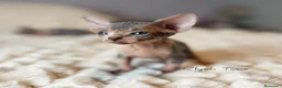 Sphynx gatos en venta: Sphynx  - Anuncio 2