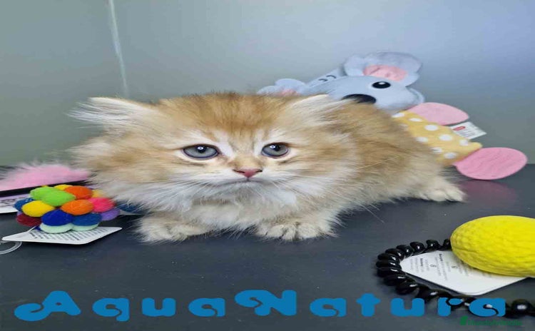 Británico de Pelo Largo gatos - Propaganda 1