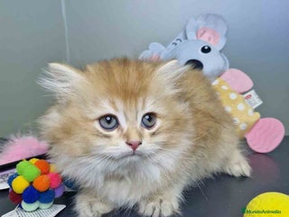 Británico de Pelo Largo gatos - Anuncio 4