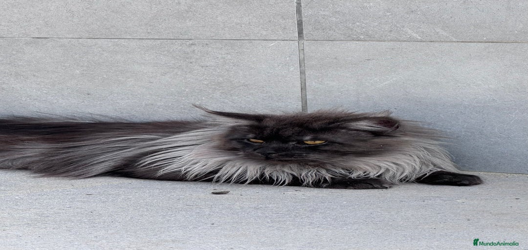 Imagen de galería {{count}}