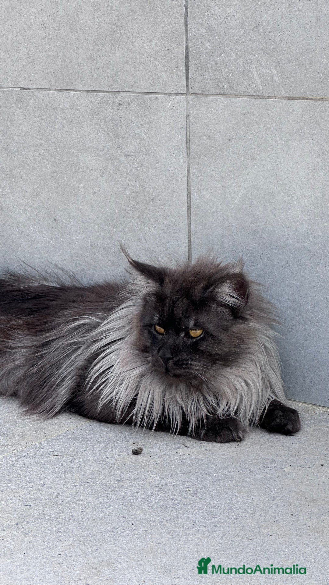 Imagen de galería {{count}}