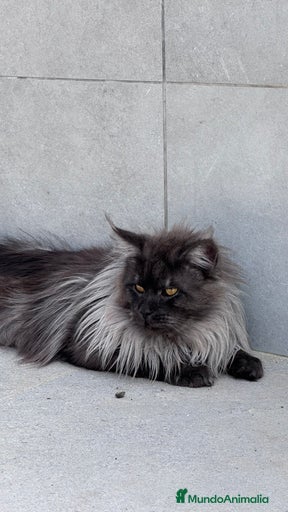 Imagen de galería {{count}}