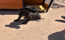 Dogo Alemán perros en venta: OPORTUNIDAD GRAN DANES HEMBRA - Imagen 1