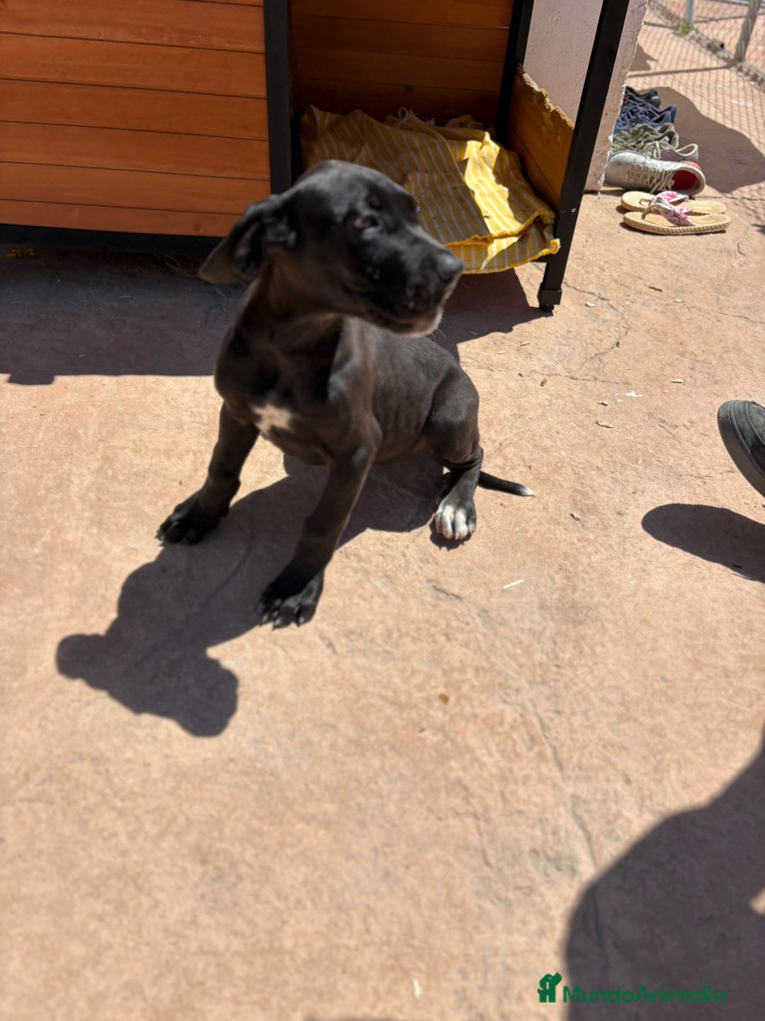 Dogo Alemán perros en venta: OPORTUNIDAD GRAN DANES HEMBRA - Imagen 1