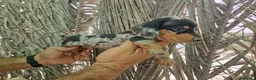 Teckel Miniatura perros en venta: Teckel kaninchen  - Anuncio 5