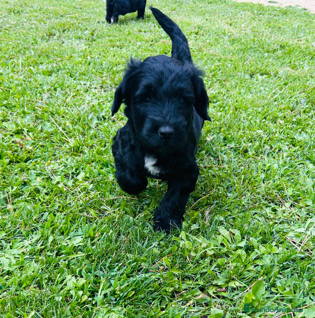 Goldendoodle perros en venta: Cachorros Goldendoodle hipoalergénicos - Imagen 17