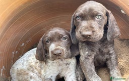 Braco Alemán de Pelo Corto perros en venta: Excelentes Bracos Alemanes  - Imagen 3