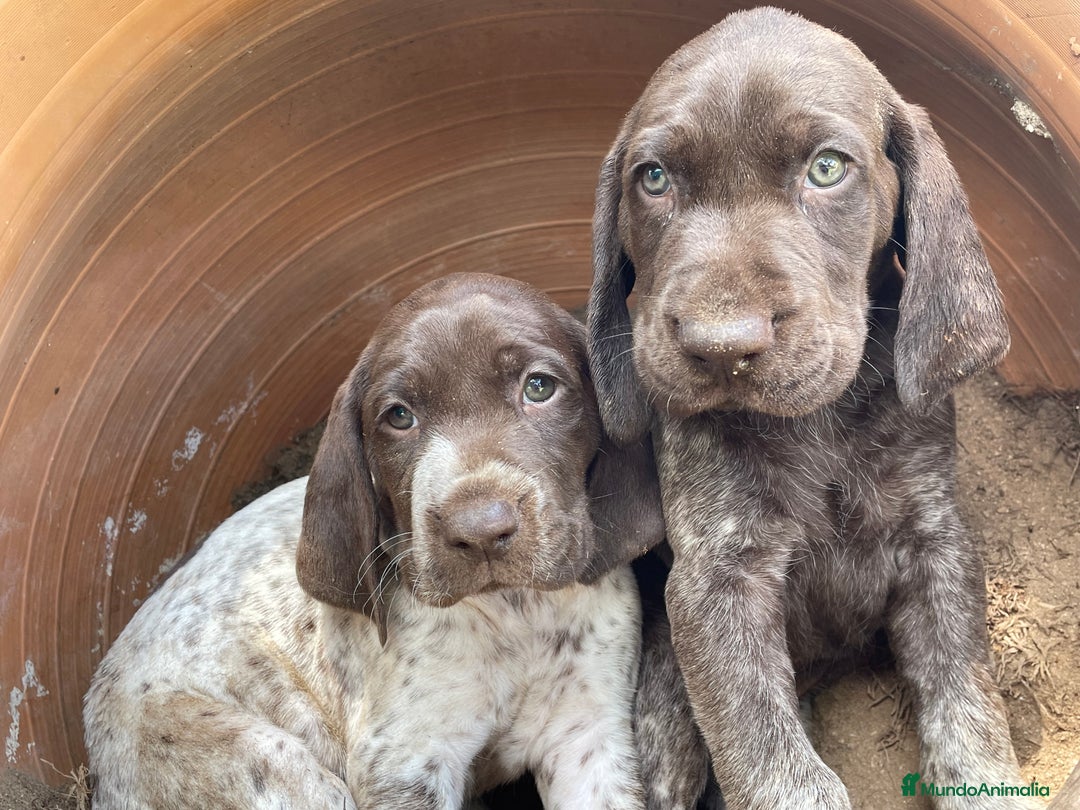 Braco Alemán de Pelo Corto perros en venta: Excelentes Bracos Alemanes  - Imagen 3