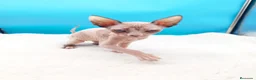 Sphynx gatos en venta: Preciosa hembrita ojos azules  - Anuncio 5